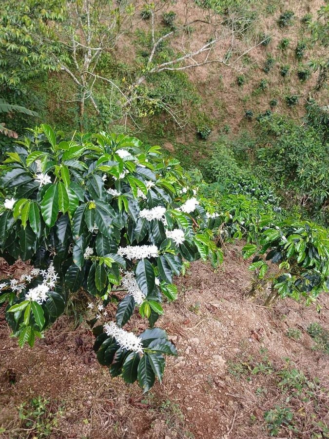 Rows of flowering coffee trees at El Rubiconcito, Betulia, Antioquia